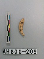 藏品(獸齒飾品)的圖片